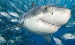 娱乐吃瓜酱鲨鱼视频大全,鲨鱼视频大全趣味盘点