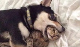 狗子爆料周冬雨视频播放,揭秘幕后故事