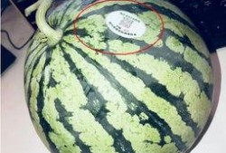 沂水吃瓜网红,揭秘乡村网络红人的崛起之路