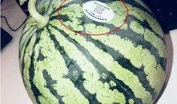 沂水吃瓜网红,揭秘乡村网络红人的崛起之路