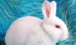 台湾网红小兔子吃瓜视频,揭秘网红幕后生活