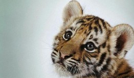 成都老虎爆料视频最新版