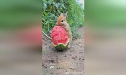 台湾网红小兔子吃瓜视频,揭秘网红幕后生活