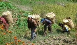 谷子爆料小石头视频