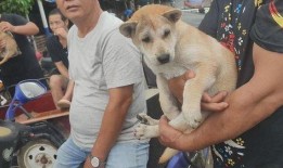 黄狗 在线观看,温情在线观影之旅