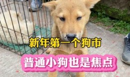 黄狗 在线观看,温情在线观影之旅