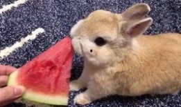 台湾网红小兔子吃瓜视频,揭秘网红幕后生活