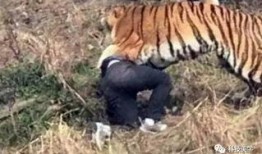 成都老虎爆料视频最新版