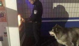 新闻爆料狗吃快餐视频,宠物饮食安全引关注