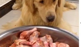 新闻爆料狗吃快餐视频,宠物饮食安全引关注