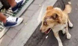 新闻爆料狗吃快餐视频,宠物饮食安全引关注