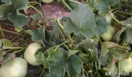 甜瓜爆料完整视频大全