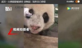 熊猫饲养员最新爆料网,饲养员最新爆料带你走进国宝世界