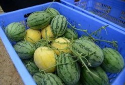 免费的吃瓜群在哪里找啊,轻松加入，畅享娱乐资讯