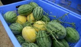 免费的吃瓜群在哪里找啊,轻松加入，畅享娱乐资讯