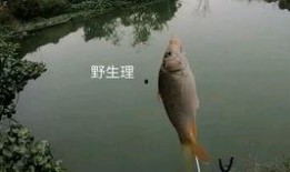 沙坑大鲤鱼爆料视频大全,揭秘幕后真相与精彩瞬间