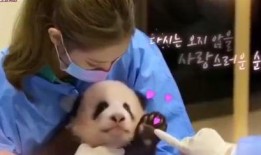 小贝饿了熊猫爆料视频,揭秘明星幕后趣事